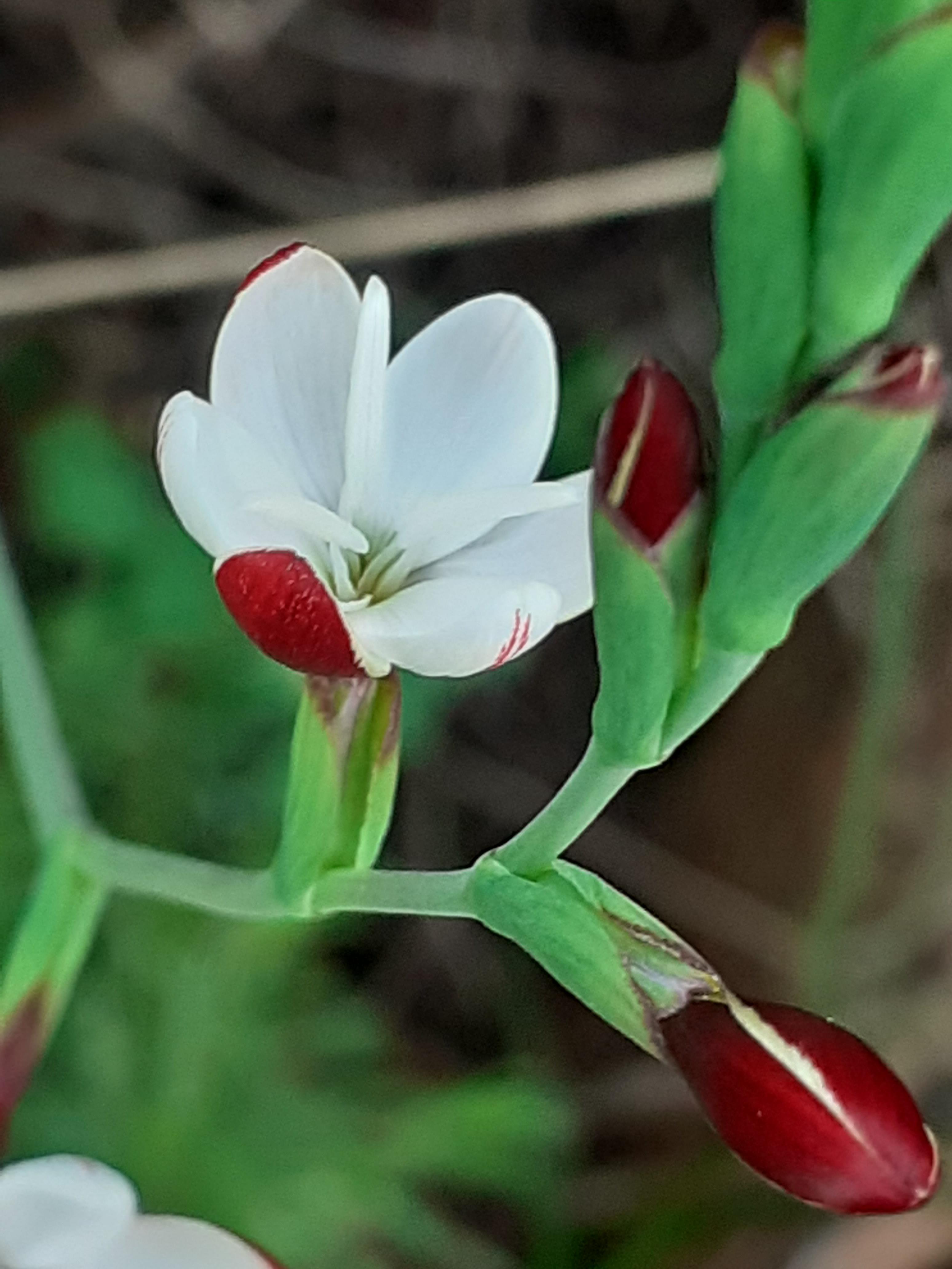 cool media flower hamtam tilite